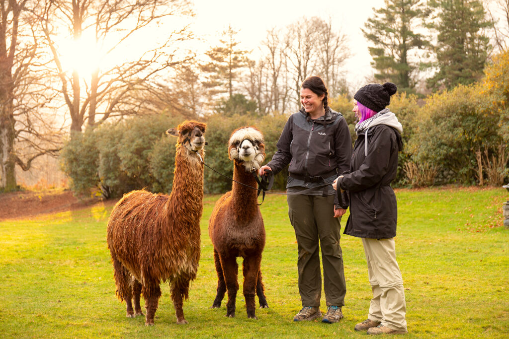 Alpacaly-Ever-After-4694